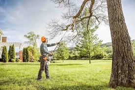 Professional Tree Removal in Mount Plymouth, FL