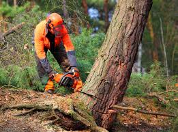 How Our Tree Care Process Works  in  Mount Plymouth, FL